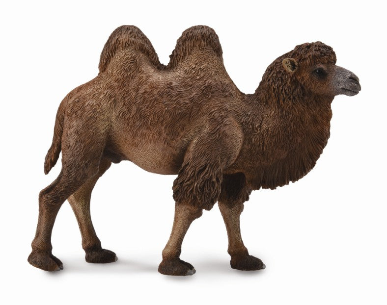 Bactrian Camel