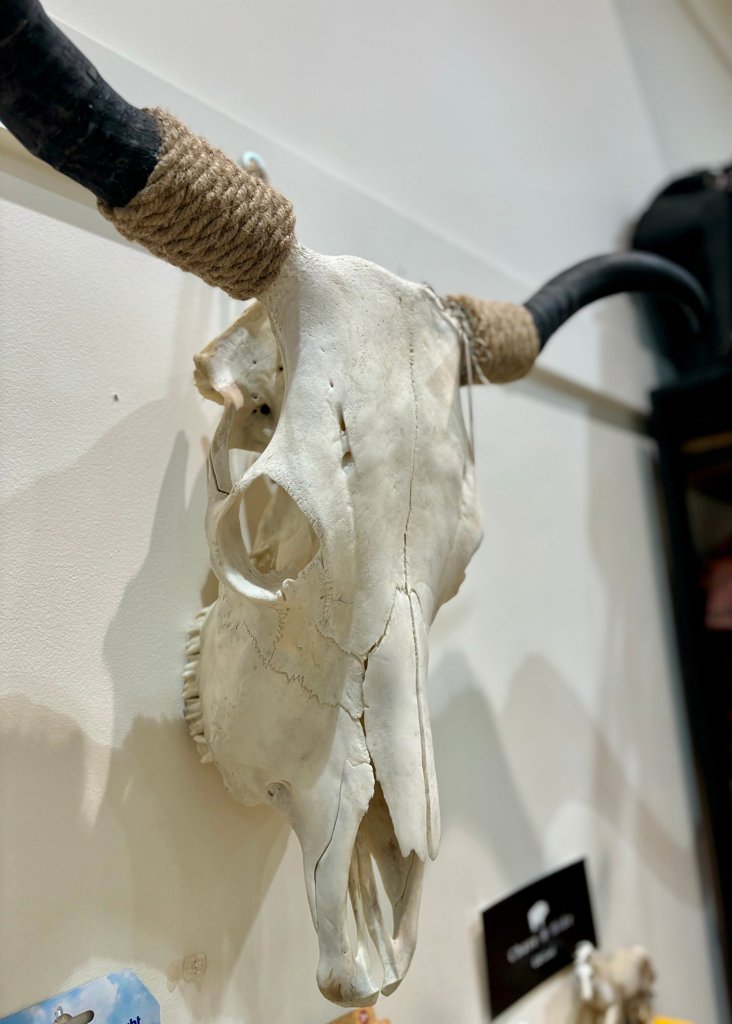 Bullocks Skull Decor