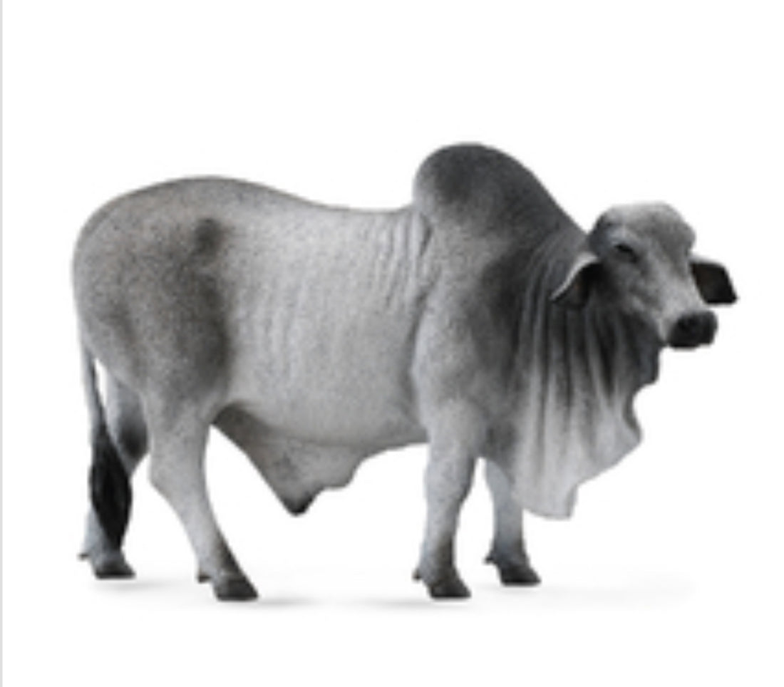 Grey Brahman Bull Collecta