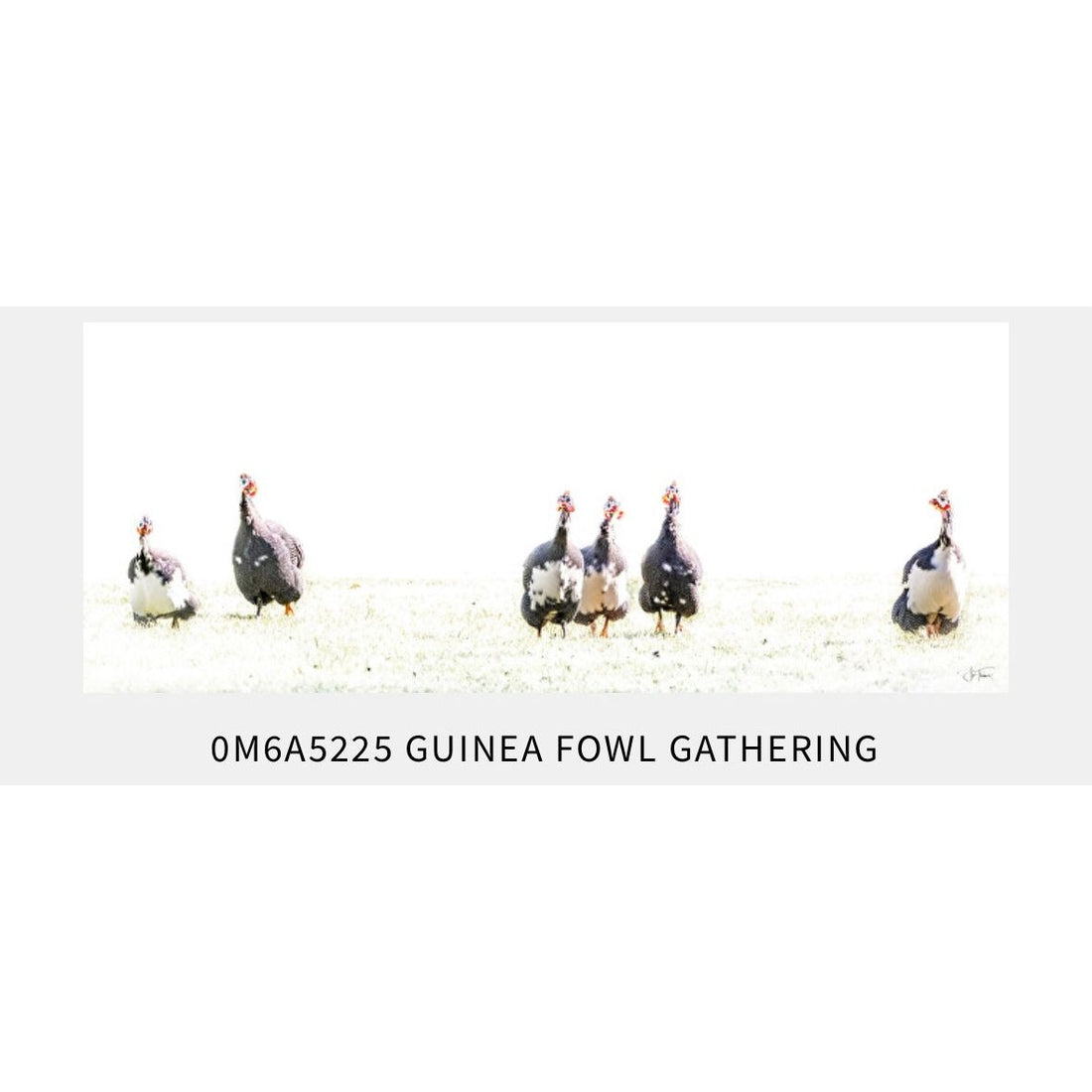‘Guinea Fowl Gathering’