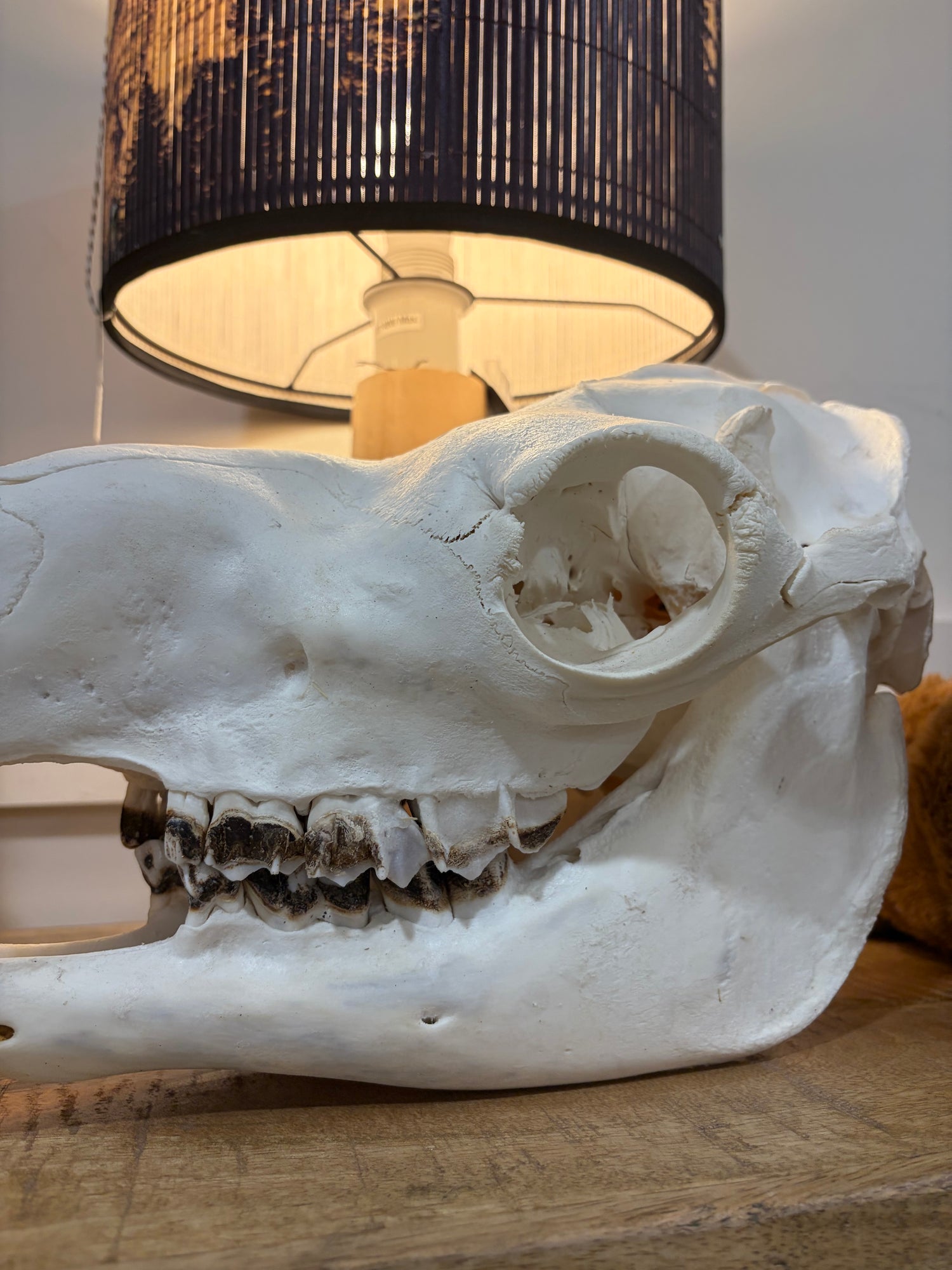 Camel Skull Albert Graham (Not For Sale)