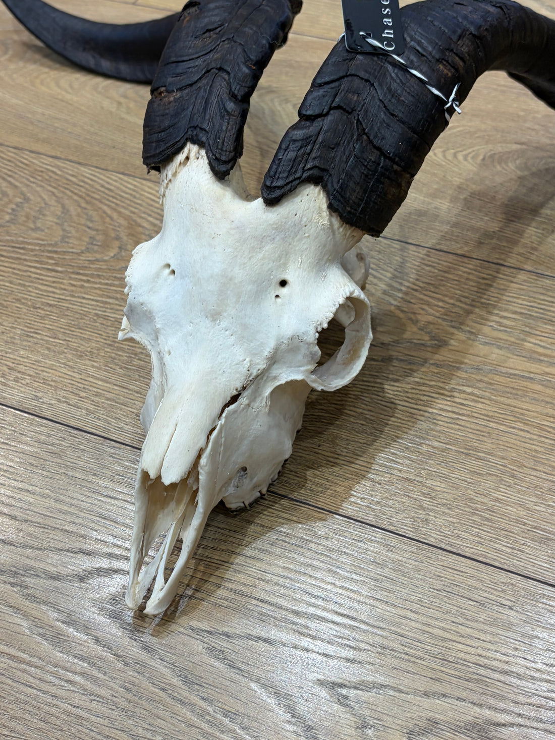 Goat Horns(Not For Sale) Albert Graham