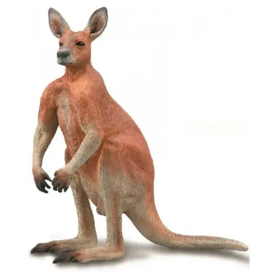 Red Kangaroo (L)