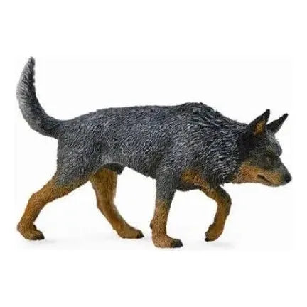 Australian Cattle Dog Blue Heeler