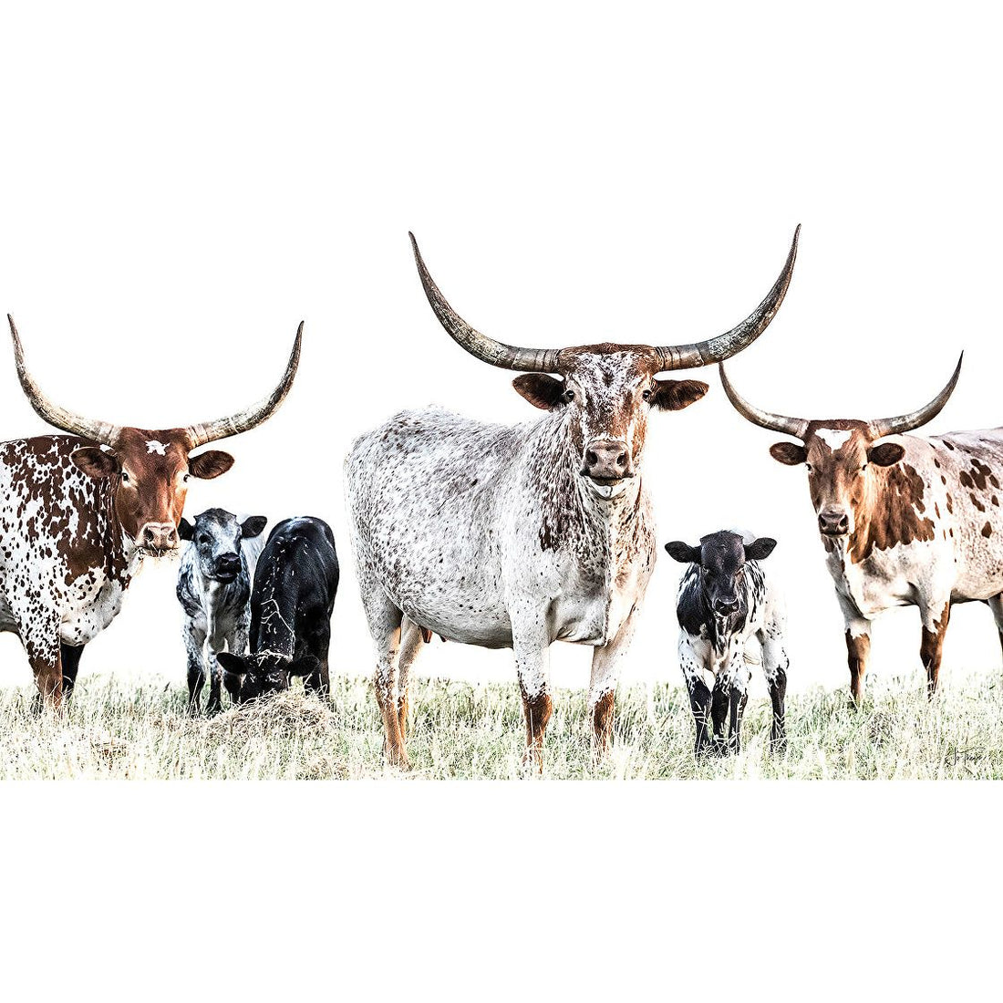 Sold ‘Kilbeggan Cows &amp; Calves’ 58x36 AVAILABLE TO ORDER