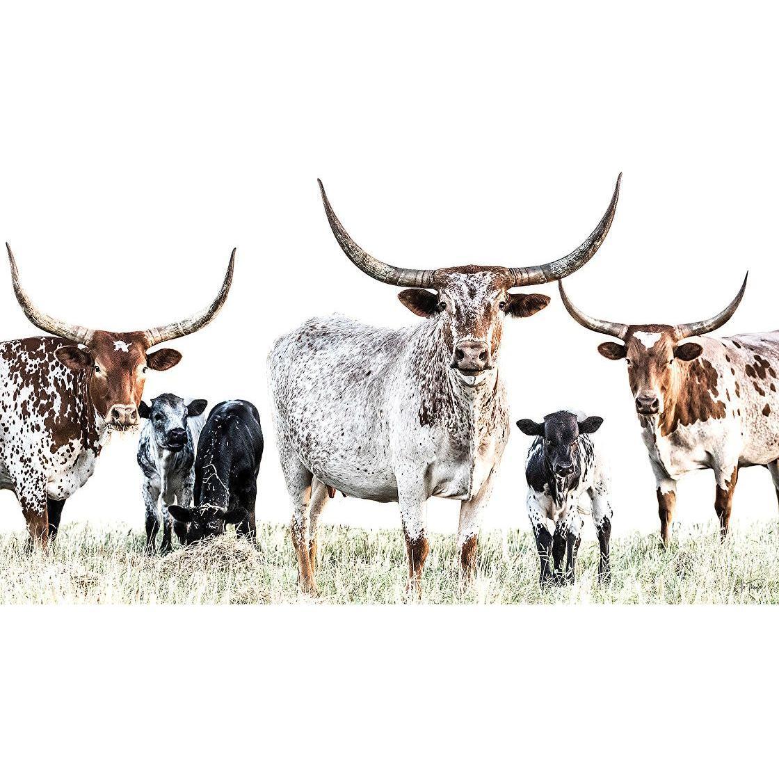 ‘Kilbeggan Cows & Calves’ 58x36