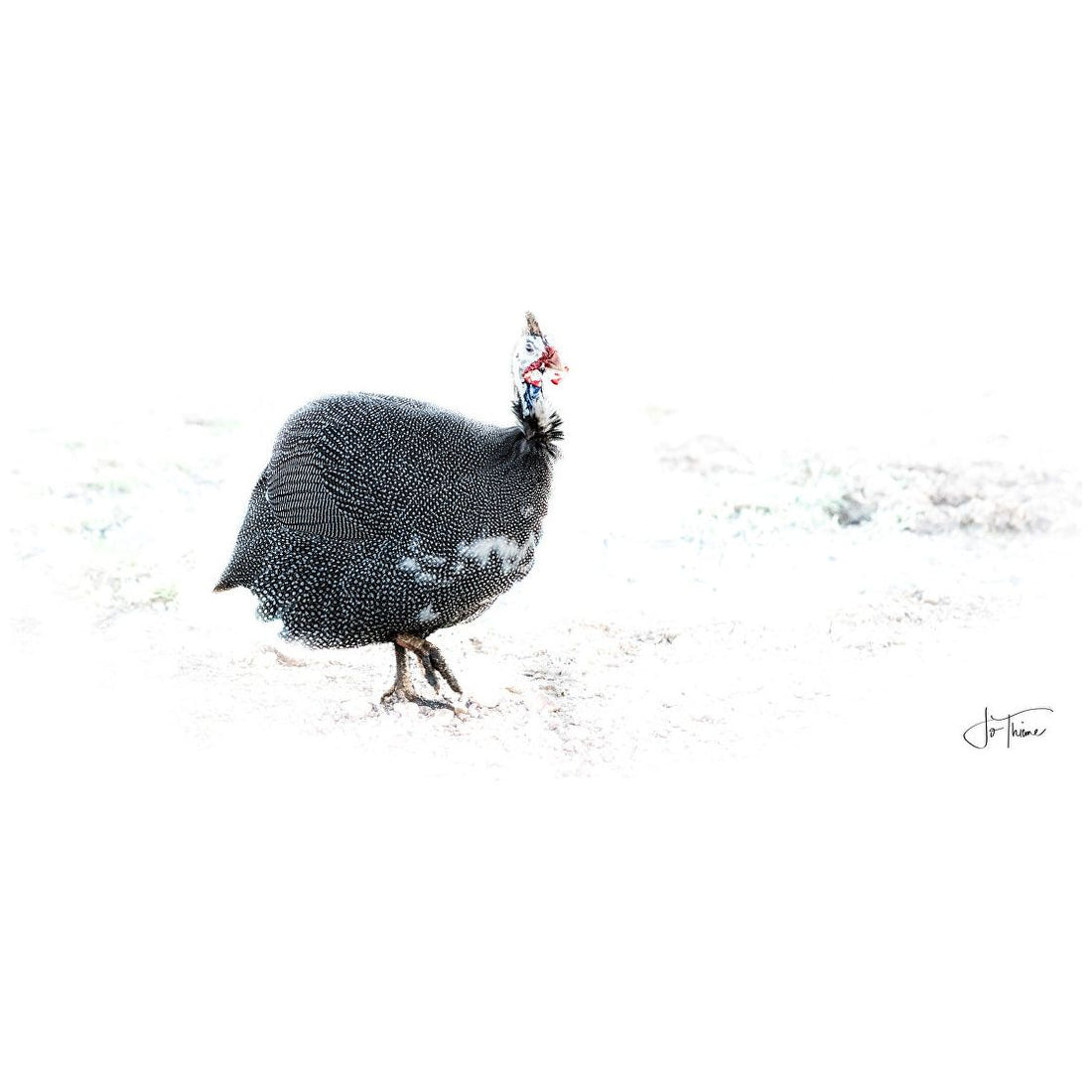 “Guinea Fowl”