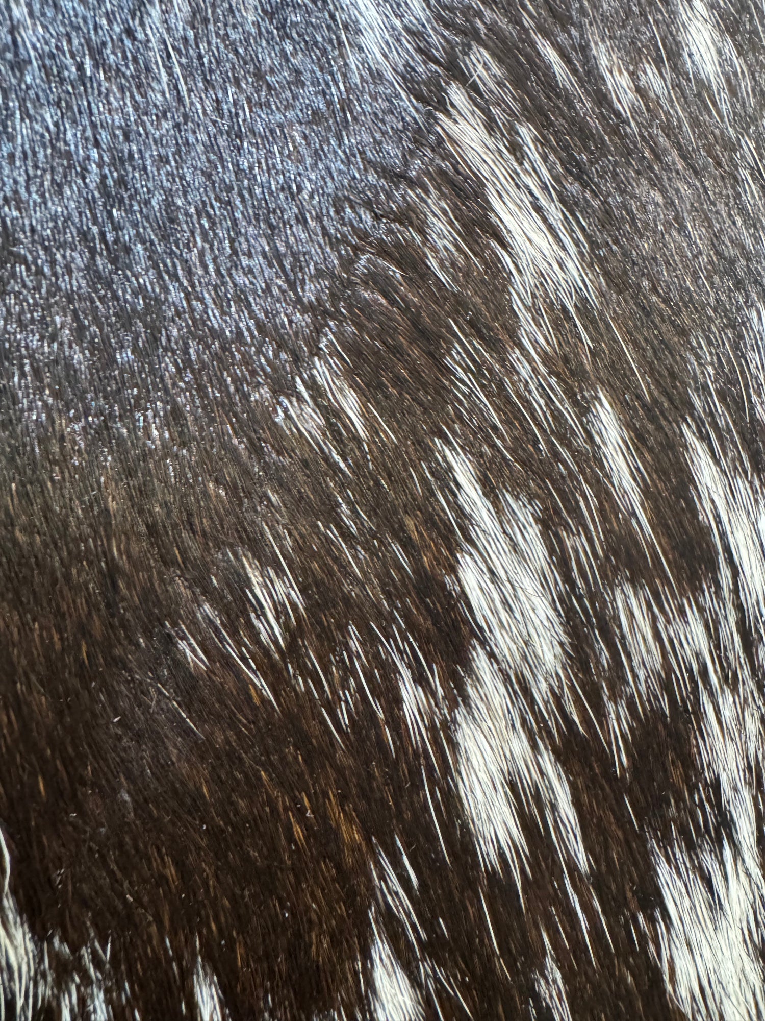 Cow Hide Rug 