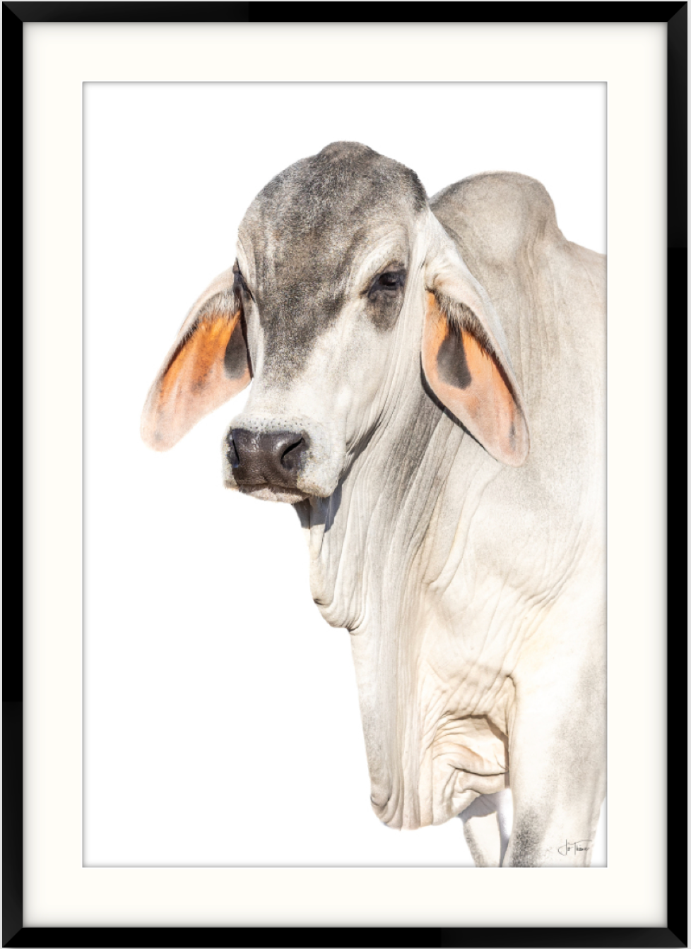 "Caiwarra Grey Brahman&