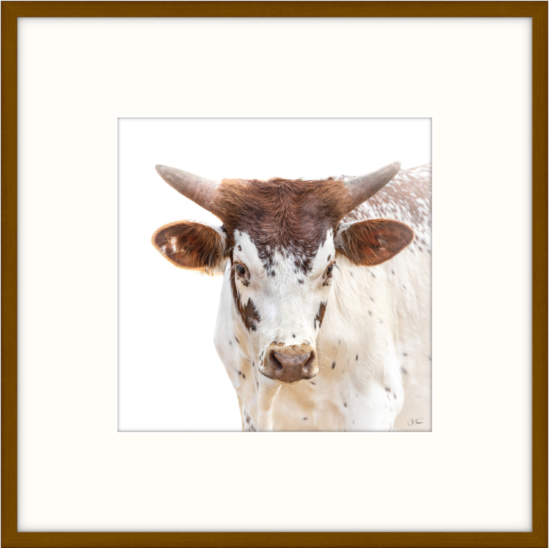 Kilbeggan little baby longhorn (2) 18 x 18
