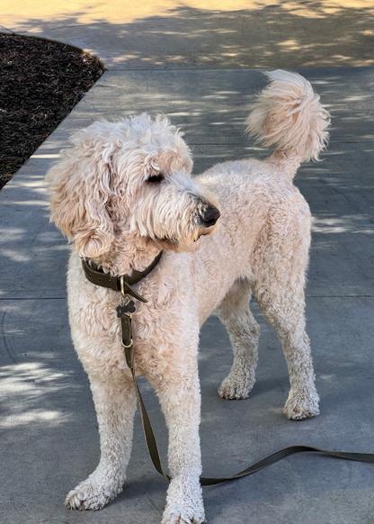 Dog Collar // Chestnut Antq