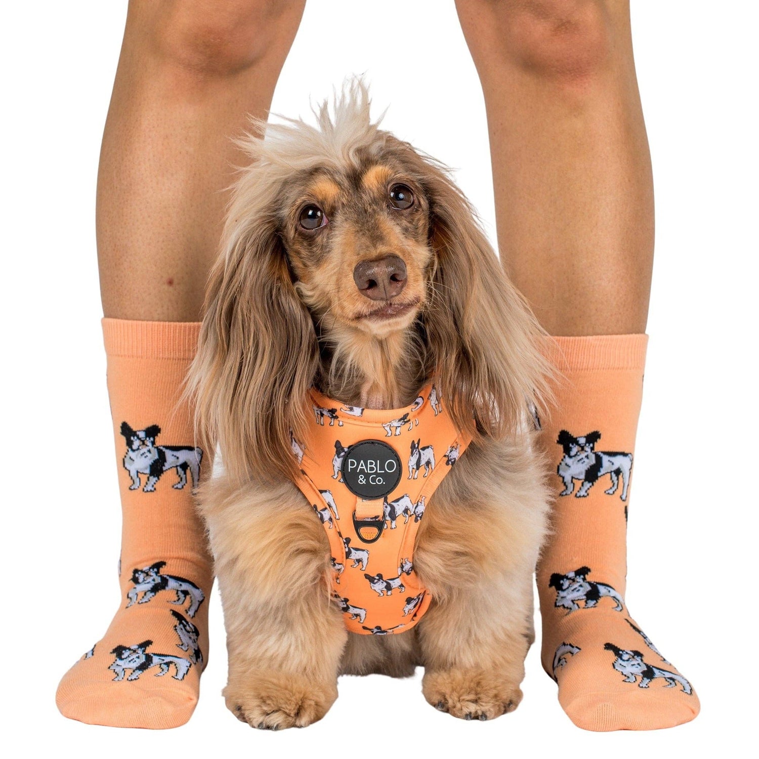 Dog Breed Socks