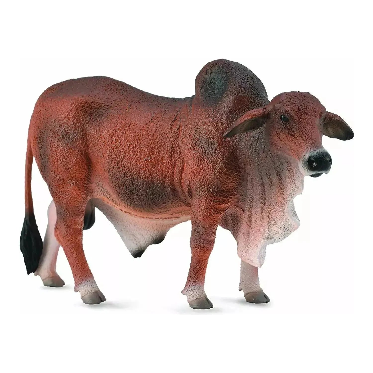 Red Brahman Bull (L)