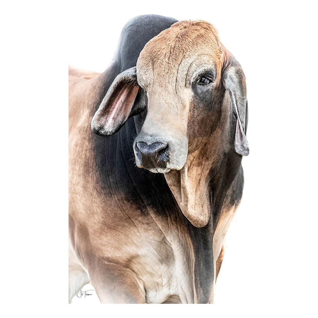 “Beauty in the beast”