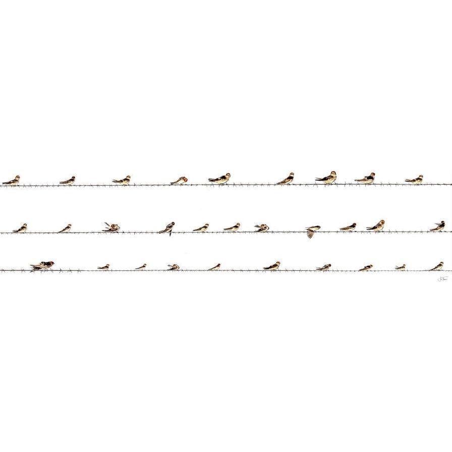 “Wings on the Wire”