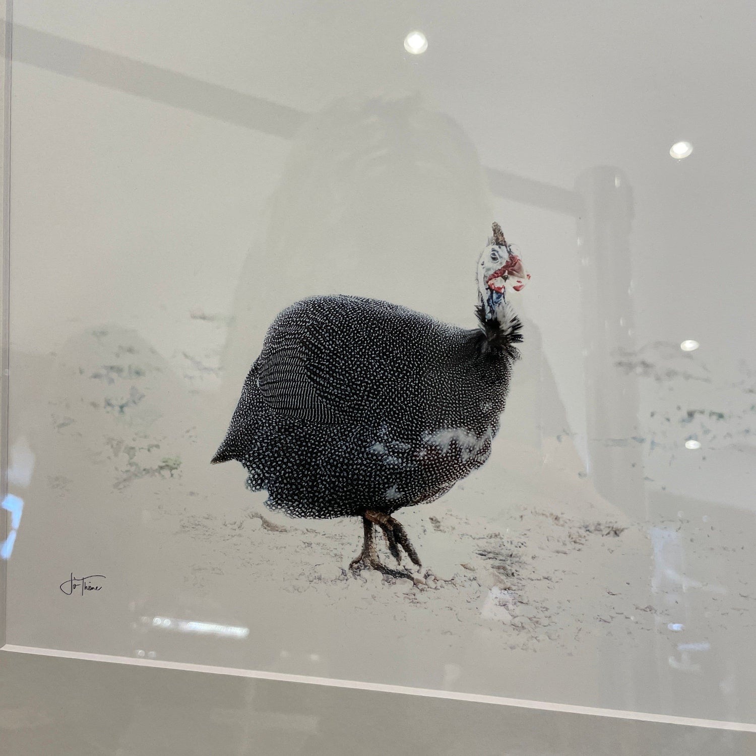 “Guinea Fowl”