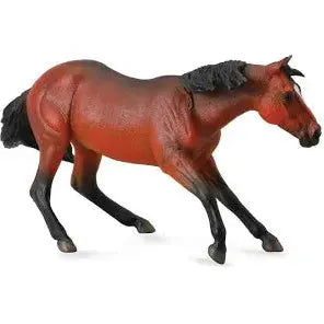 Quarter Horse Stallion Bay