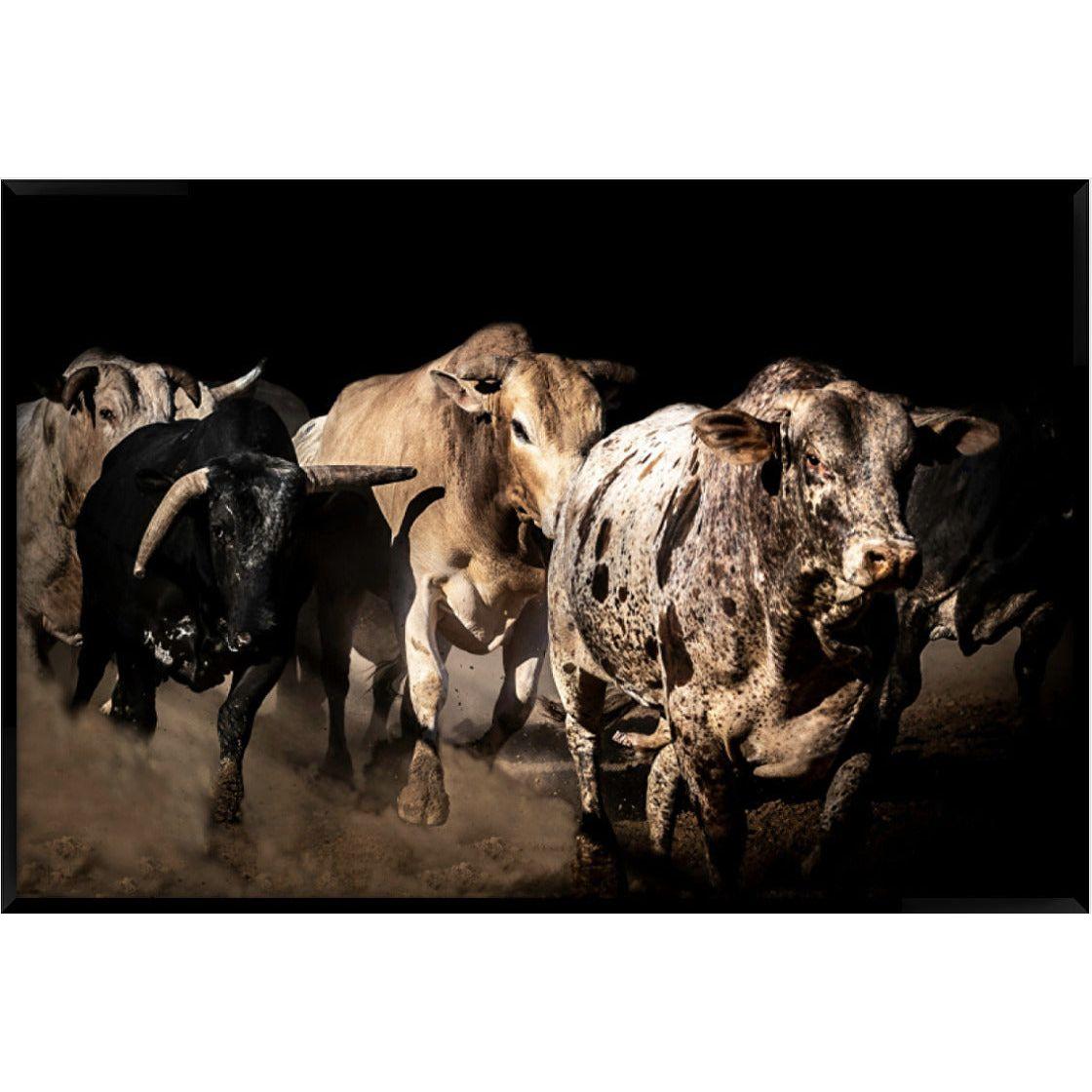 “Velvertoft bulls” Sold enquiries welcome