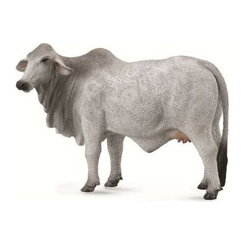 Brahman Cow Grey (L)
