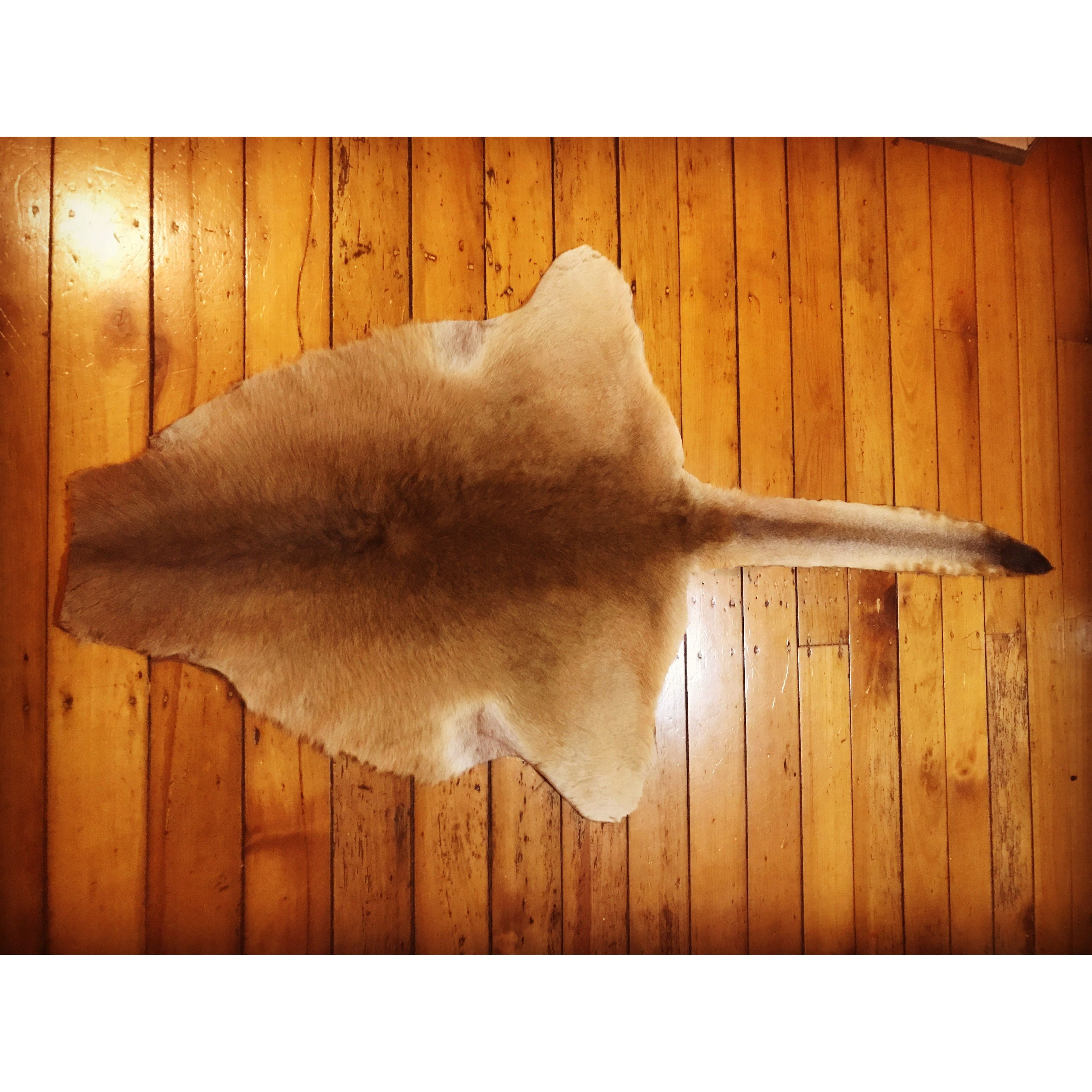 Kangaroo Hide - Large (100cm plus tail )